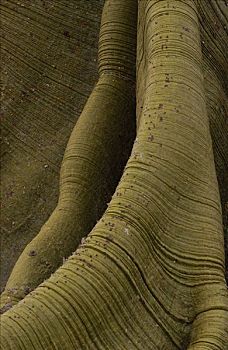 树,特写,树皮,根部,国家公园,厄瓜多尔,南美