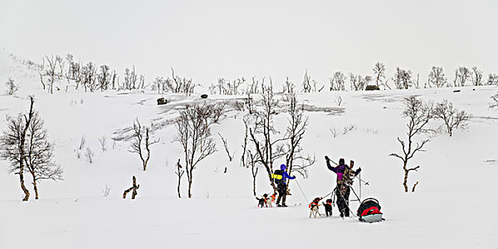 两个,越野,团队,狗,穿过,上方,冬季风景,挪威