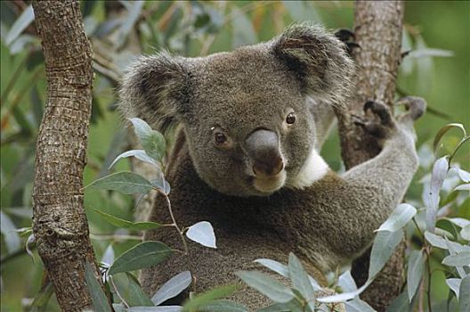 树袋熊,桉树,东方,树林,澳大利亚