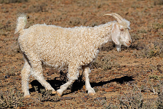 安哥拉山羊,乡村,农场
