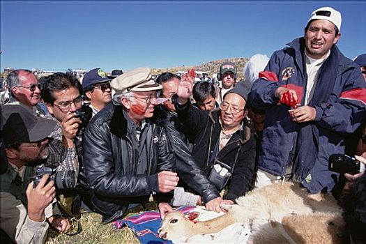 小羊驼,仪式,血,典礼,标记,潘帕伽勒拉斯国家保护区,秘鲁