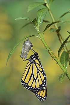 帝王蝴蝶,蝴蝶,出现,蛹,热带,乳草属植物,马利筋属,翼,丘陵地区,德克萨斯,美国,北美