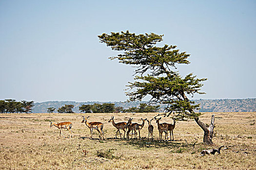 黑斑羚,肯尼亚,非洲