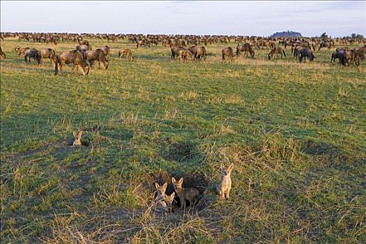 黑背狐狼,黑背豺,幼仔,老,巢穴,围绕,蓝角马,角马,迁徙,马赛马拉,肯尼亚