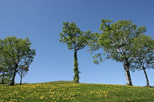 地点,树