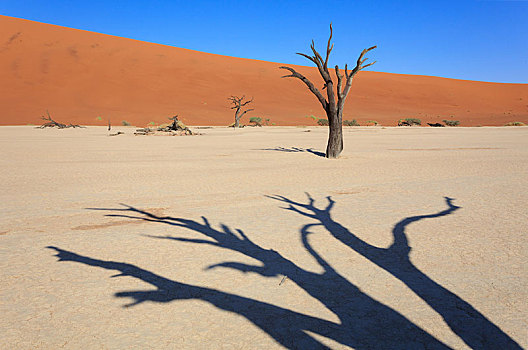 干燥,树,刺槐,死亡谷,索苏维来地区,纳米布沙漠,纳米比诺克陆夫国家公园,纳米比亚,非洲