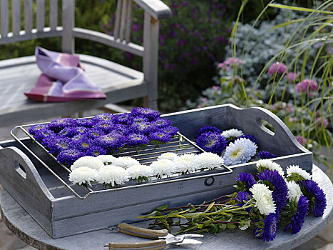 花,夏天,紫苑属,干燥,格子