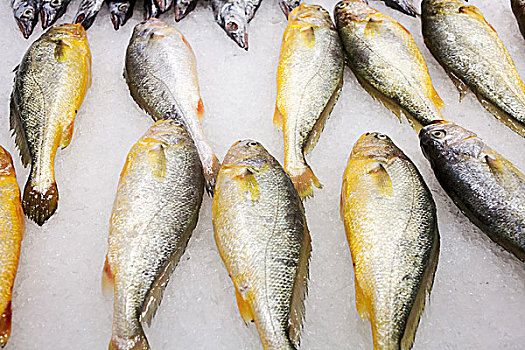 黄鱼,鱼类,超市生鲜