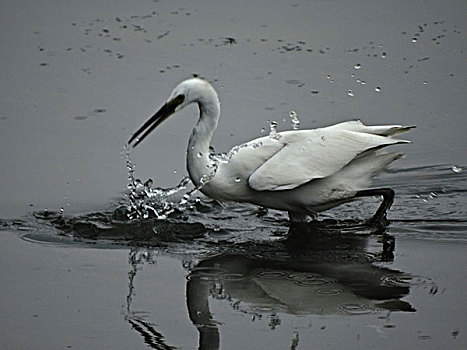 洛阳湿地的白鹭野鸭