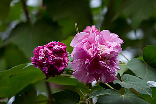 美艳的芙蓉花,木芙蓉,拒霜花,木莲,地芙蓉,华木