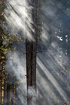 烟雾,阳光,过滤,树,树林,黄石国家公园,怀俄明,美国