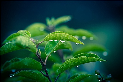绿色植物,雨