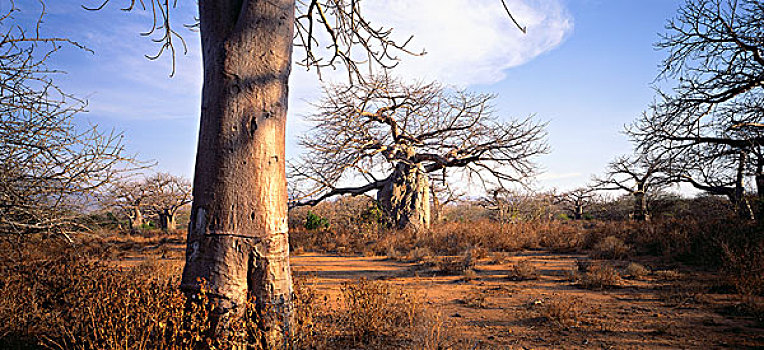 猴面包树,风景,坦桑尼亚