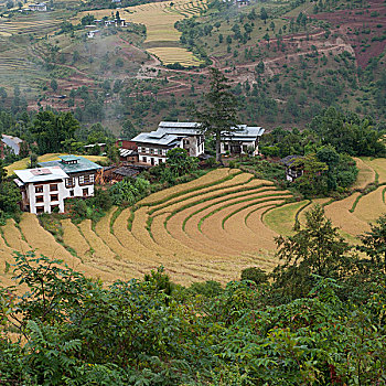 俯视,稻米梯田,普那卡,地区,山谷,不丹