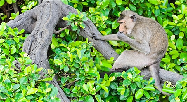 猴子,短尾猿,坐在树上