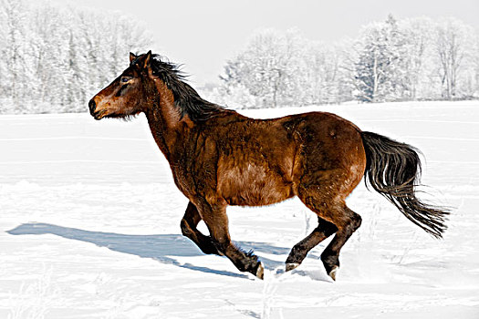 驰骋,小马,冬天,风景,德国,巴伐利亚,动物,马,褐色,白色