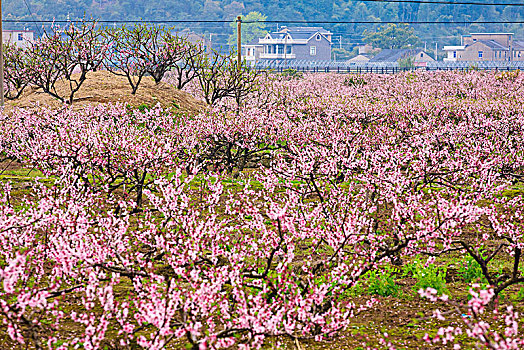 桃林,桃花,花海