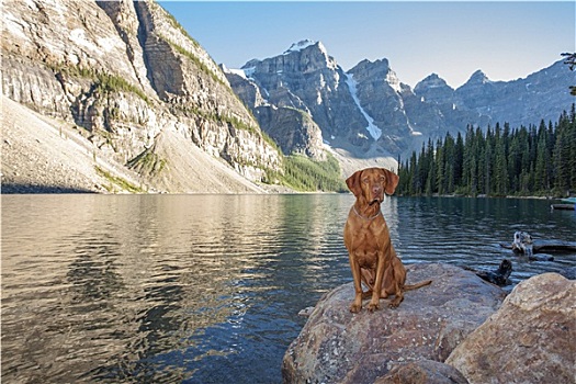 狗,坐,石头,冰河,湖