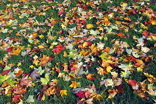枫叶,彩色,秋叶,地上