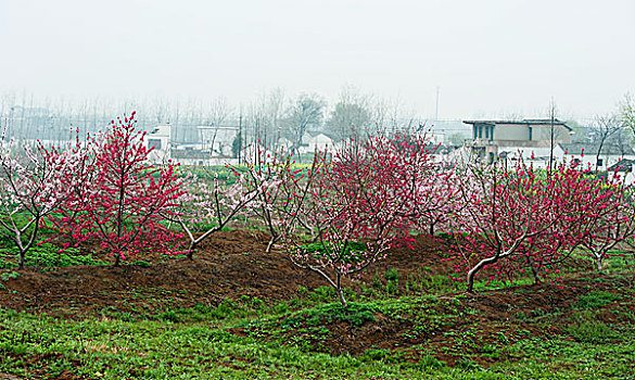 三十岗桃花