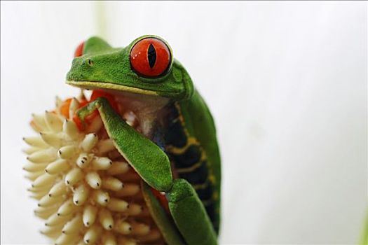 红眼树蛙,肖像,哥斯达黎加