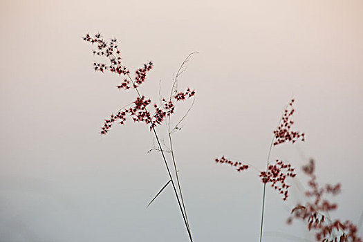 野草花