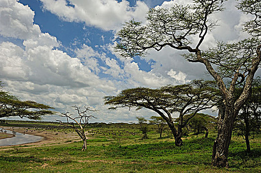 树林,刺槐,恩戈罗恩戈罗,保护区,坦桑尼亚,非洲