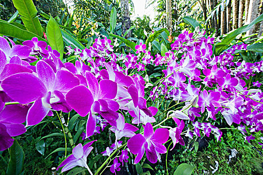 兰花,新加坡植物园,新加坡