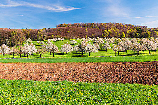 盛开,樱桃树,牧场,靠近,耕地,春天,瑞士