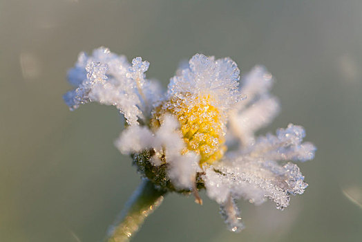 雏菊,花,遮盖,白霜,梅克伦堡前波莫瑞州,德国,欧洲