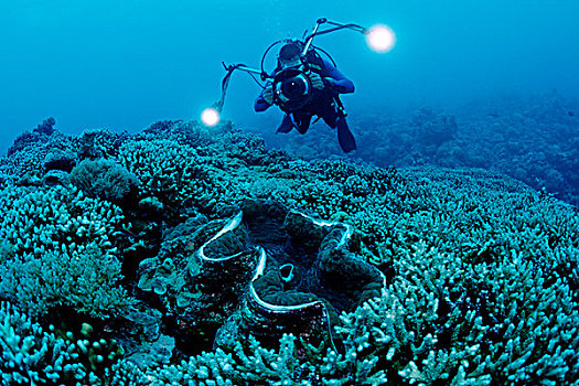 潜水,凹槽,巨蛤,贝劳,密克罗尼西亚,太平洋