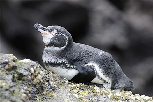企鹅,加拉帕戈斯,厄瓜多尔,南美