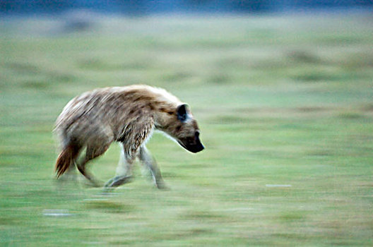 肯尼亚,纳库鲁湖国家公园,动感,跑,斑鬣狗