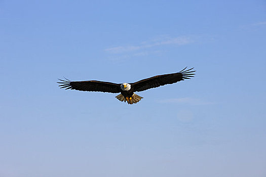 阿拉斯加,通加斯国家森林,白头鹰,飞,蓝天