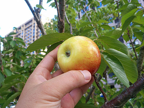 青苹果,苹果