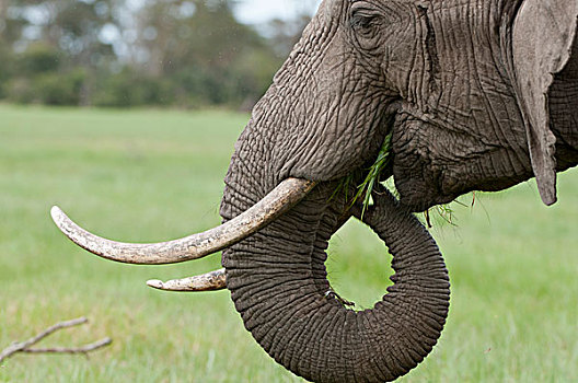 非洲象,喂食,肯尼亚