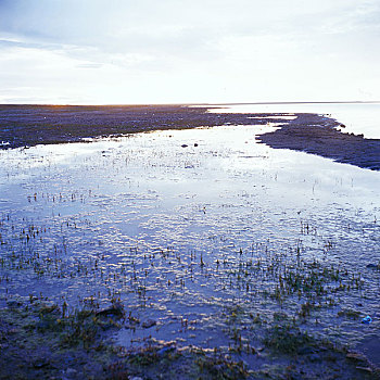 青海西宁青海湖湿地