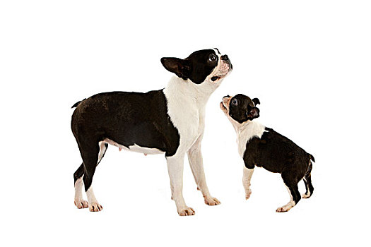 波士顿犬,狗,雌性,幼仔,白色背景