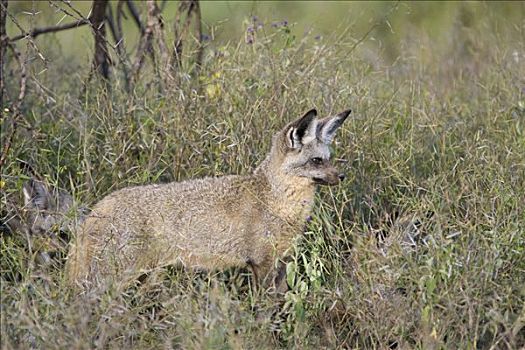 大耳狐,恩格罗恩格罗,保护区,坦桑尼亚