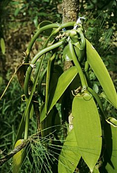 留尼汪岛,香草,种植园