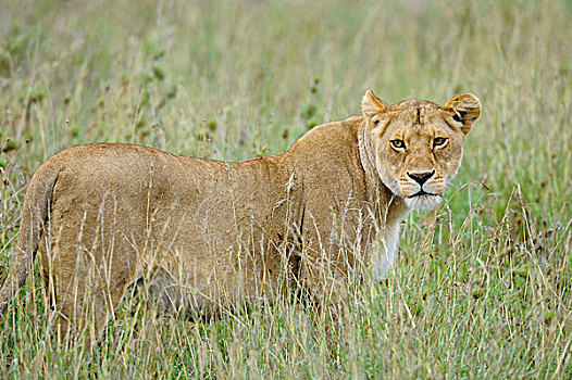 坦桑尼亚,塞伦盖蒂国家公园,雌狮,高,草,猎捕
