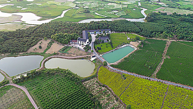 家庭农场,生态茶园