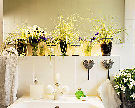 浴室,装饰,三色堇,麝香兰