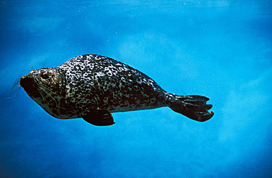 斑海豹,成年