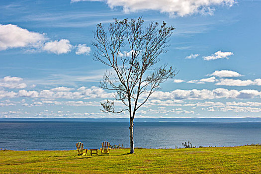 草坪椅,桦树,岬角,新斯科舍省,加拿大