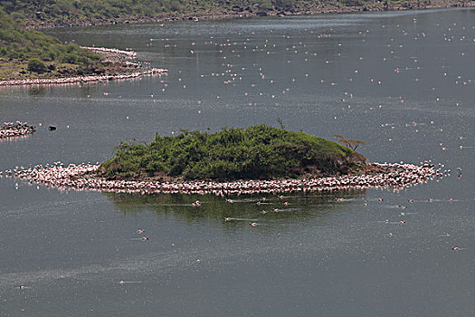 小红鹳,生物群,湖,肯尼亚