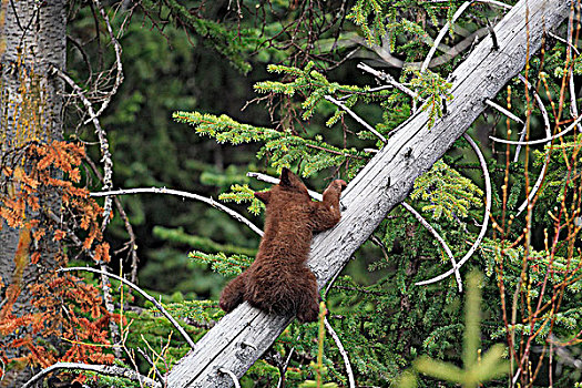 黑熊,幼兽,悬挂,加拿大西部