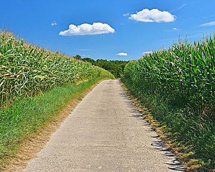 道路,玉米田,巴登符腾堡,德国