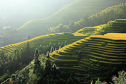 大美中国,桂林龙脊梯田秋色,10