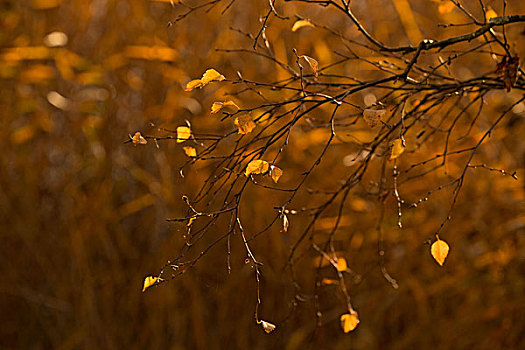 黄叶,桦树,枝条,深棕色,背景